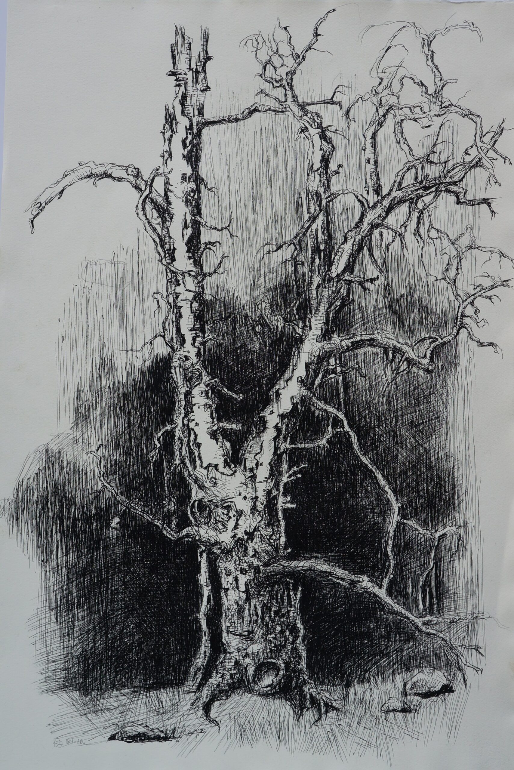 Tote Eiche, Ydre kommun / Östergötland / Schweden. Pigmentstift auf Bütten, 78 X 54 cm, 2026