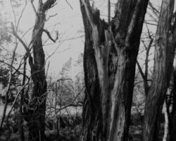 Flucht ins Idyll
Silbergelantineabzug
2020