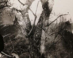 Flucht ins Idyll 1 - 3
Großformat Photographie
13 X 18 cm
Dryplate
Abzug vom Glasnegativ auf Silbergelantinepapier