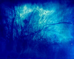 Weiden (bei Fischwasser)
Edeldruckverfahren
Cyanotypie
Kontakt auf Arches Papier, 05 /2021