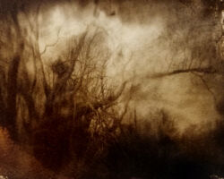 Weiden (bei Fischwasser)
Edeldruckverfahren
Kallitypie auf Büttenpapier
Kontakt nach Glasnegativ (Dryplate)
05 / 2021