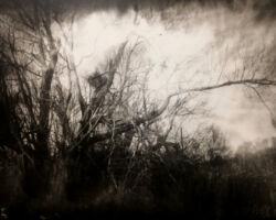 Weiden (bei Fischwasser)
Photographie
Trockenplatte (Dryplate)
13 X 18 cm
Kontaktabzug auf Silbergelantinepapier, 04 / 2021