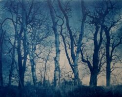 Flucht ins Idyll (Nr. 200)
Cyanotypie nach Trockenplatte/Glasnegativ, 12 X 9cm, 2023