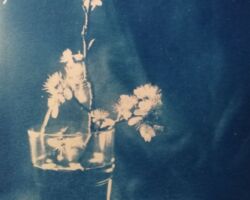 Kirschblütenzweig (Frühling)
Hommage an Josef Sudek
Cyanotypie nach Glasnegativ, April 2023